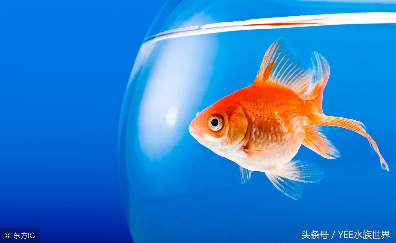 一条金鱼的讲述，如何度过鱼缸里发生的苦难浩劫