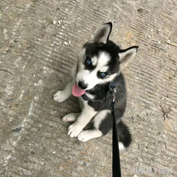 女孩800元买的哈士奇害怕不纯,却引网友笑喷:二成这样还不纯?