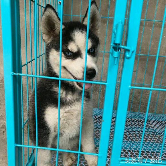 女孩800元买的哈士奇害怕不纯,却引网友笑喷:二成这样还不纯?