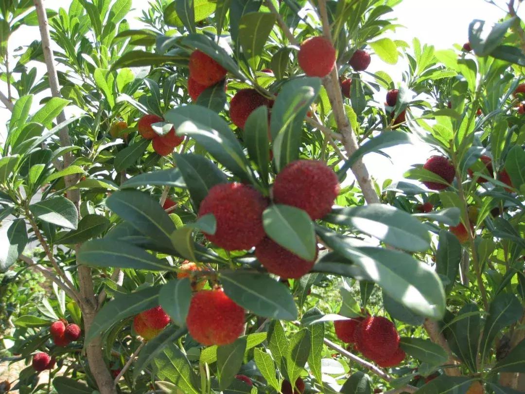 又到一年杨梅季完整视频,又到一年杨梅季