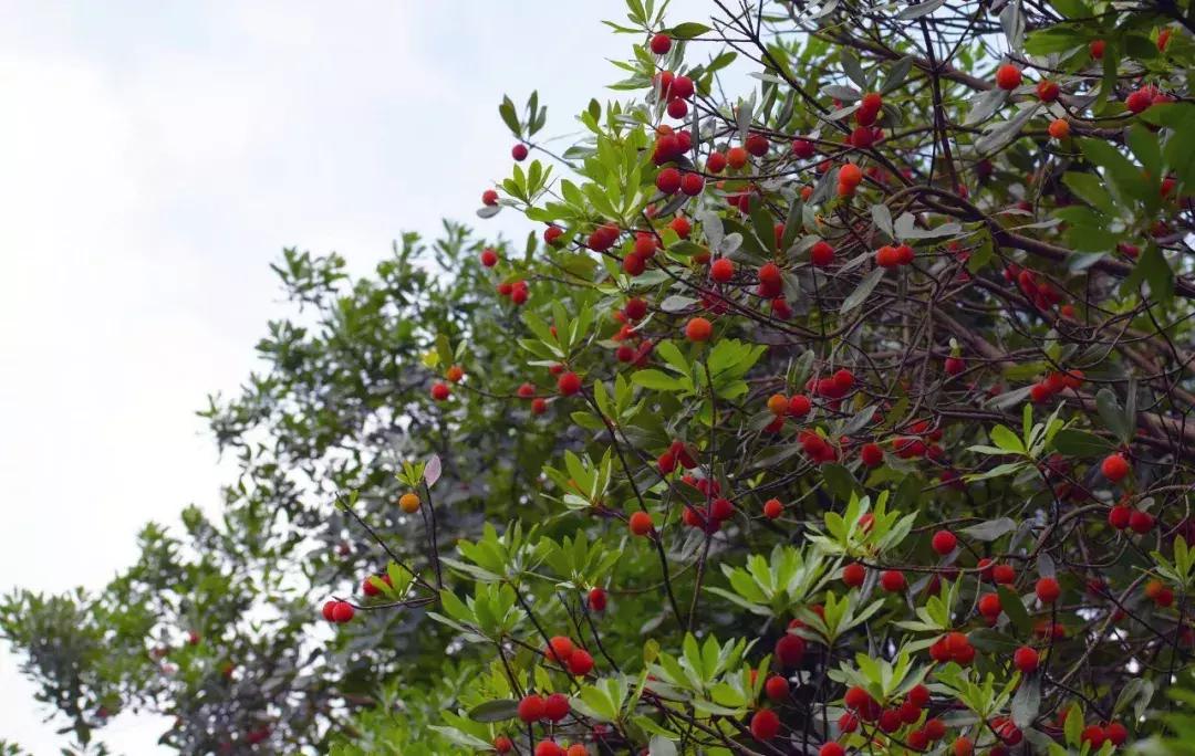 又到一年杨梅季完整视频,又到一年杨梅季