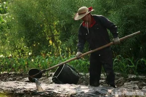 粪肥烧根怎么办？除了控制施用量，这些方法能缓解！