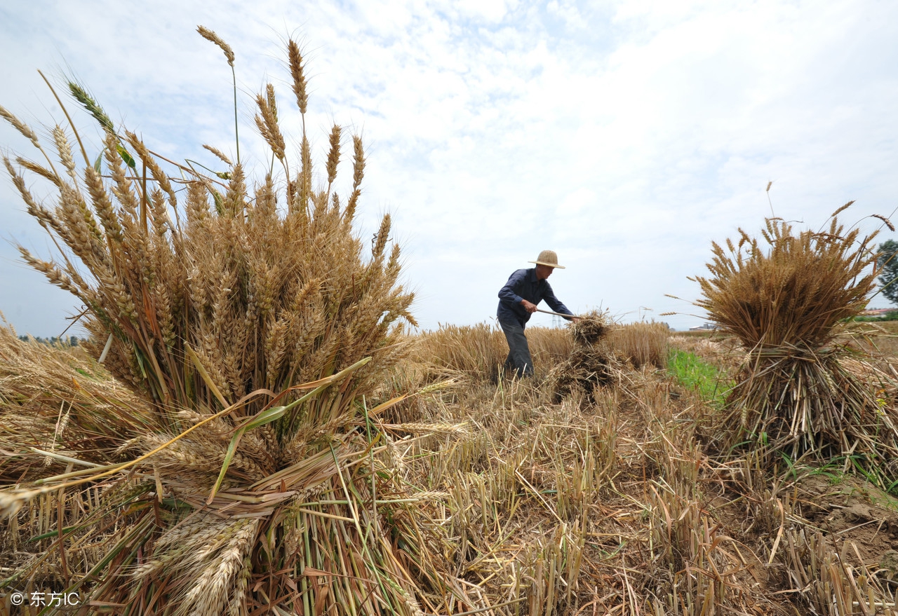 小麦成熟到什么程度收获产量最高,如何判断小麦熟了没有