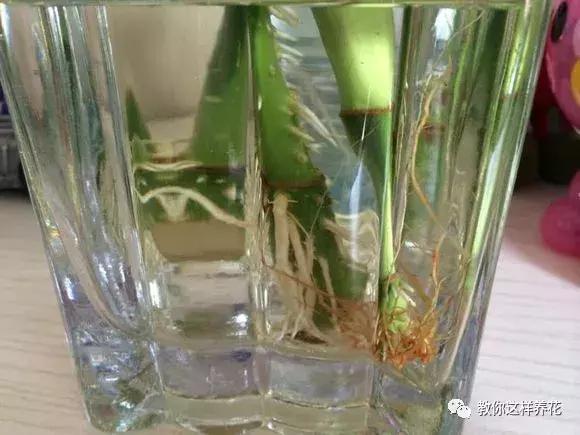 富贵竹叶子发黄喷营养液,富贵竹一浇水叶子就蔫