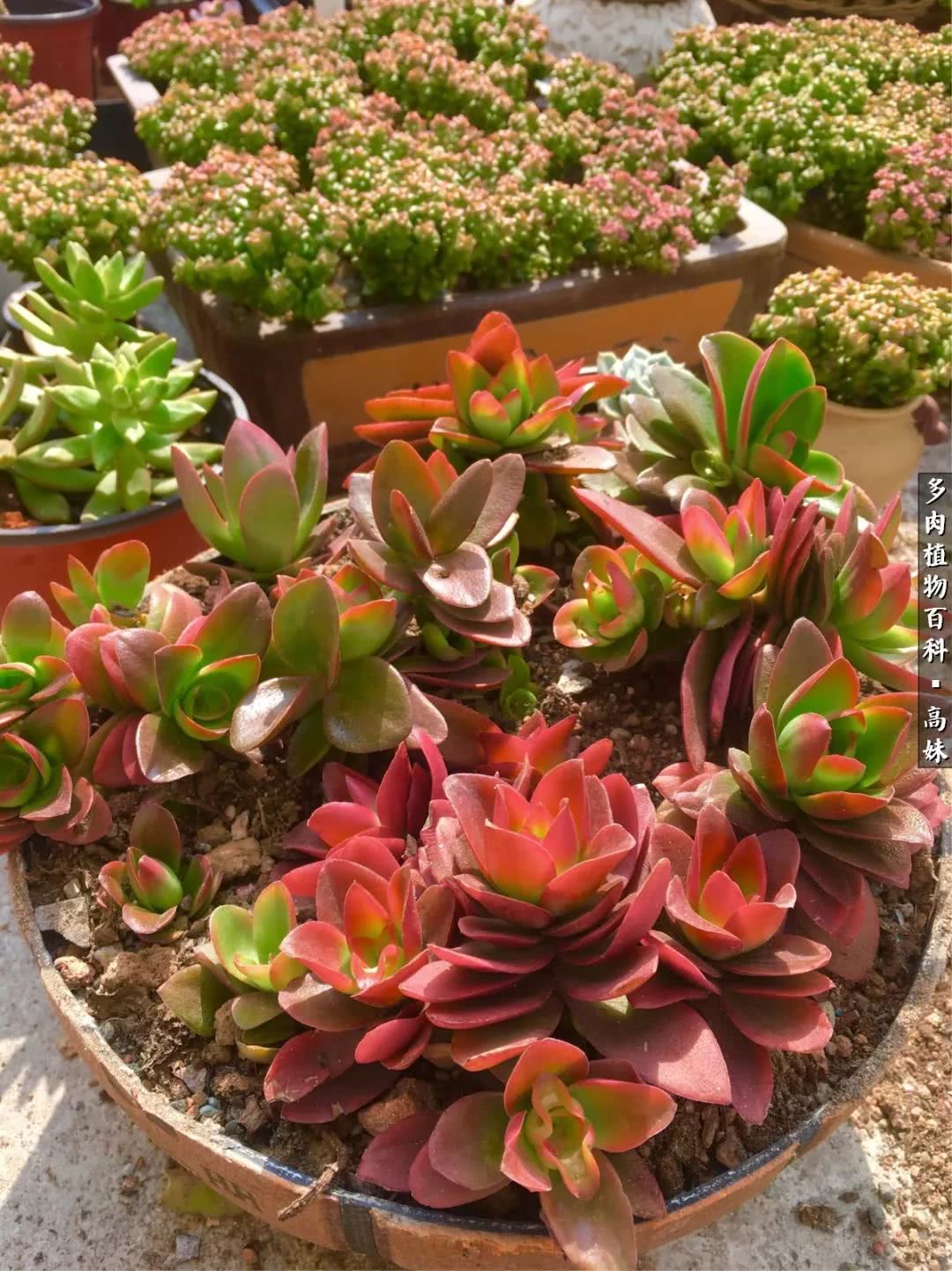 90张多肉图片——纪念入坑两周年！