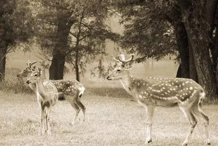 代购十大骗局揭秘图,真正的代购骗局