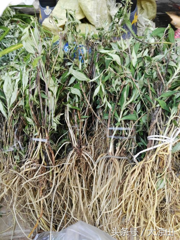 神奇的“黑根”,德昌端午节寻常百姓家药膳必备