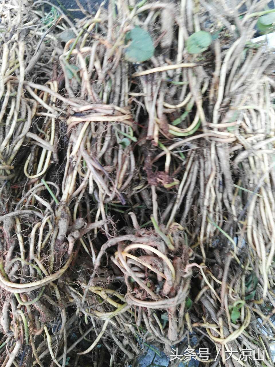 神奇的“黑根”,德昌端午节寻常百姓家药膳必备