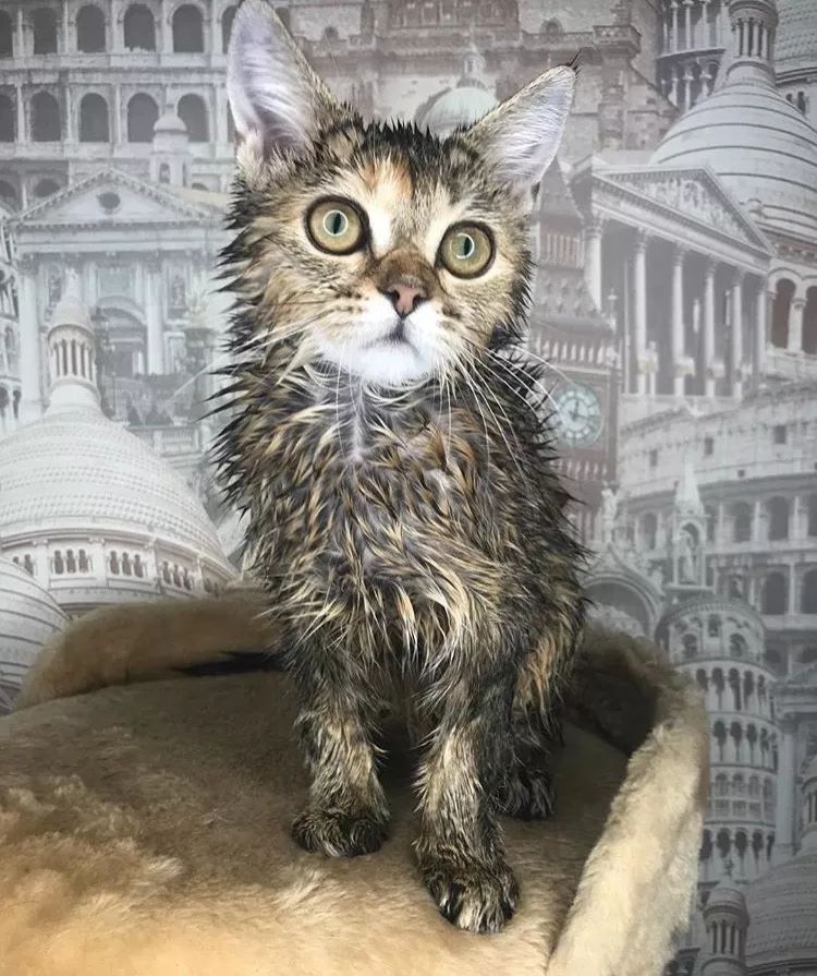 喜欢游泳还要穿订制泳衣下水,又是别人家的猫!