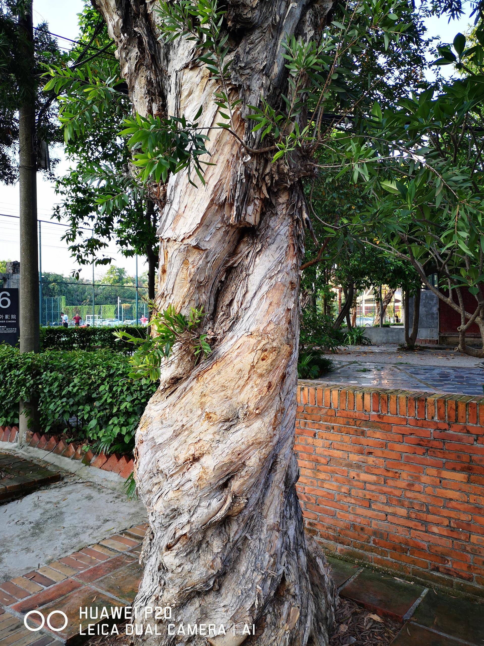 华为p20评测,华为p20专业拍照技术解析