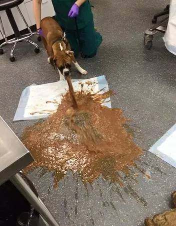 每年有3000只狗狗误食木糖醇致死，这些东西真的不能给它吃！