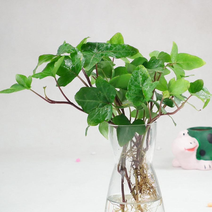 在办公室适合养的水培植物,办公室适合养什么水培植物