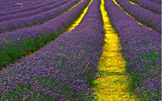 中国薰衣草庄园怎么样,薰衣草庄园到底怎么样