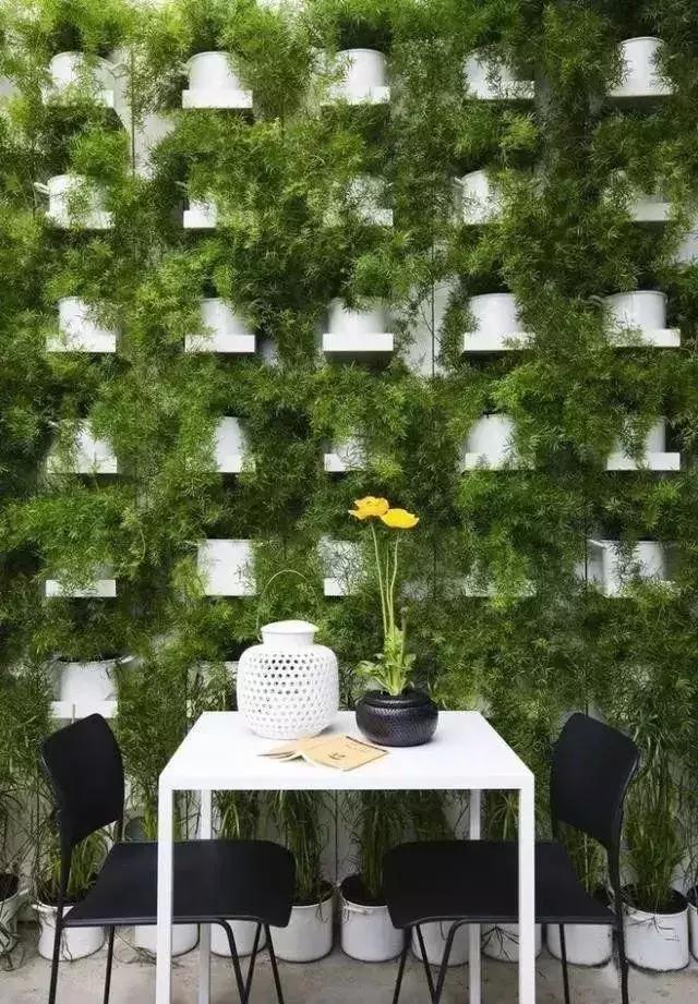 墙上种什么植物最好,景观墙上盆栽什么好看