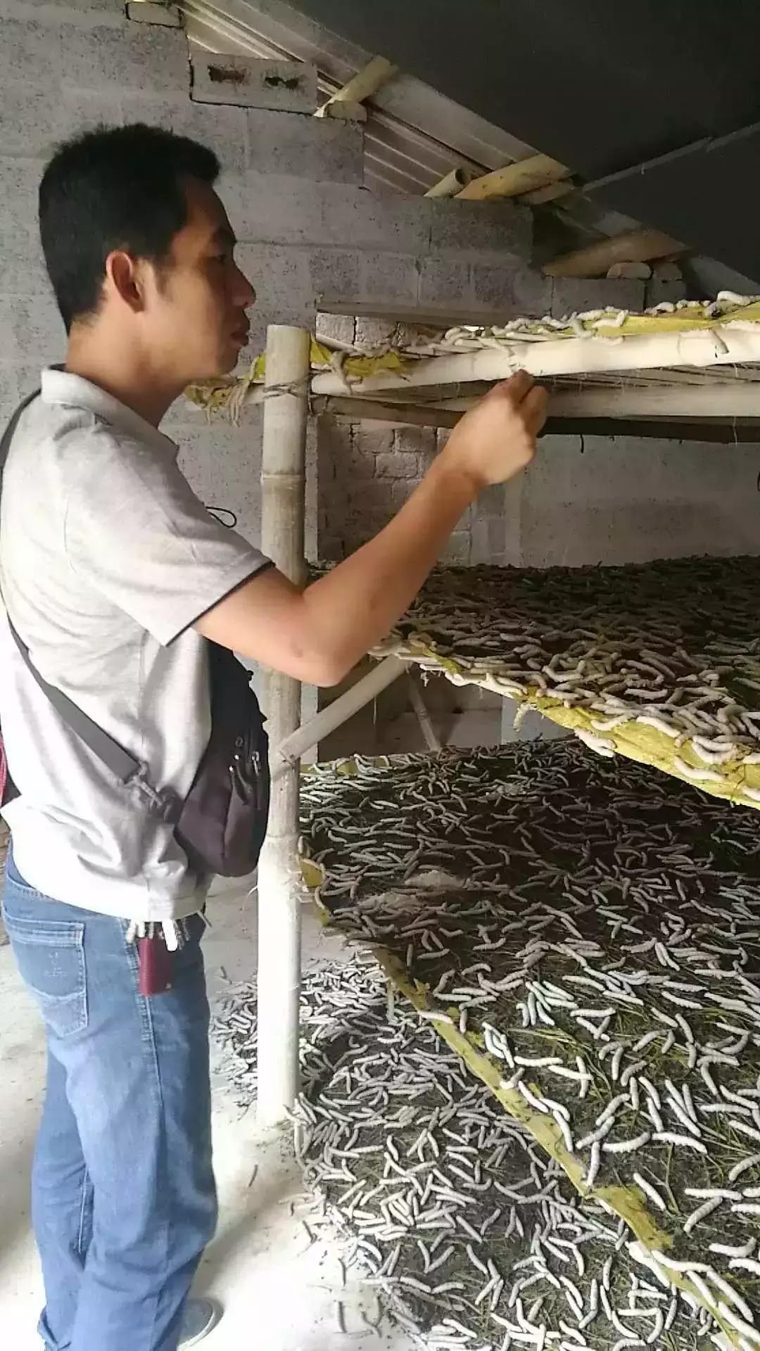 蚕宝宝不吐丝结茧,不吐丝直接结茧的蚕宝宝