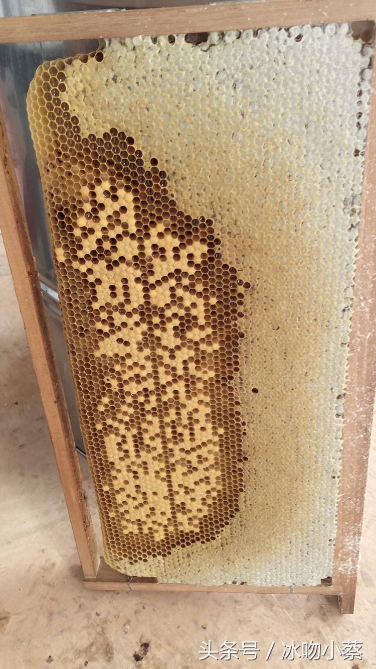 蜜蜂介入蜂王最好方法,抖蜂机伤蜂王吗