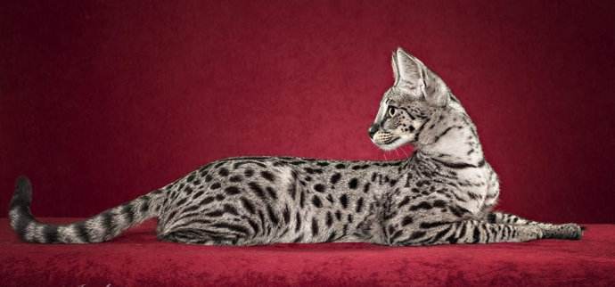 全球最贵的猫王,全球最贵的猫