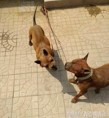 川东邻水猎犬基地,川东猎犬是中华田园犬吗