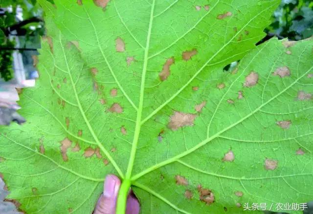 葡萄黄化枯叶怎么回事,葡萄叶尖枯叶是怎么回事