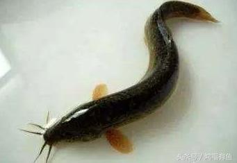 泥鳅可以钓鲢鳙吗,浮钓鲢鳙线组挂泥鳅