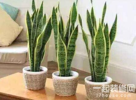 室内温度10度左右适合养什么绿植,夏天室内可降温的绿植物