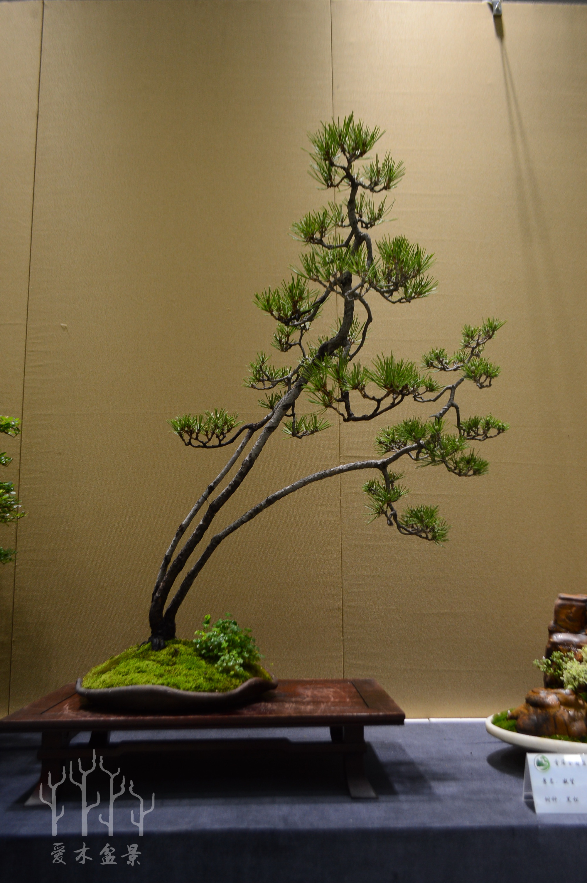 盆景大师张志刚简历,盆景大师张志刚所有作品欣赏