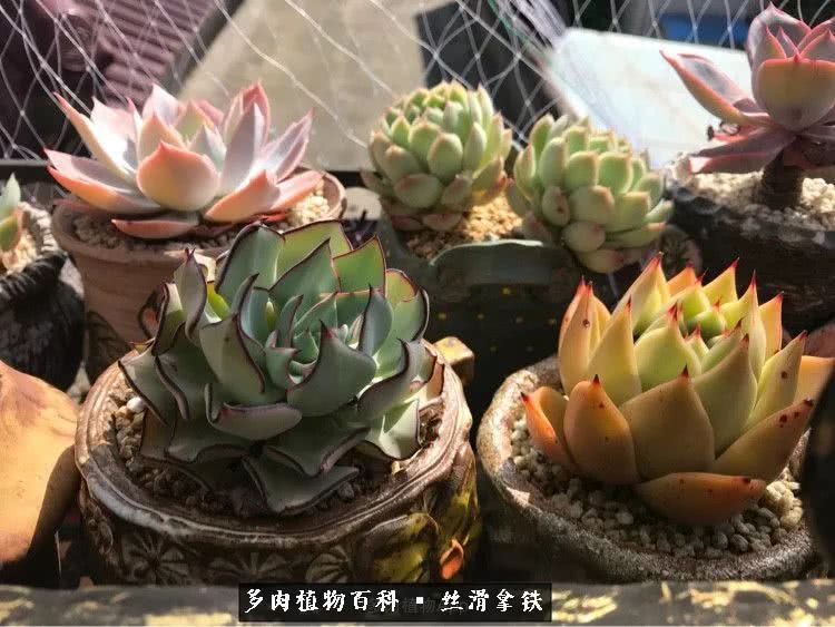 总结一下养多肉的夏天,好养活的多肉冬天和夏天