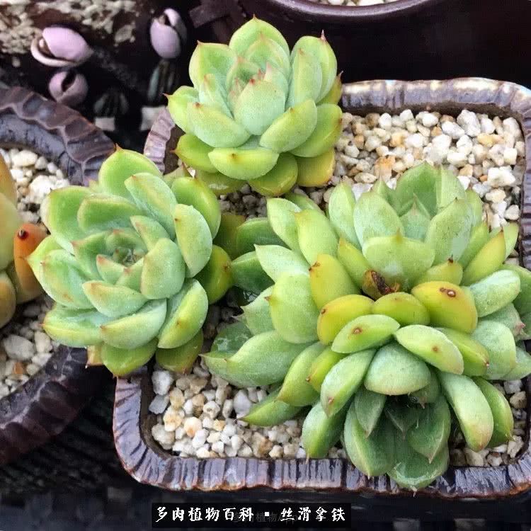 总结一下养多肉的夏天,好养活的多肉冬天和夏天