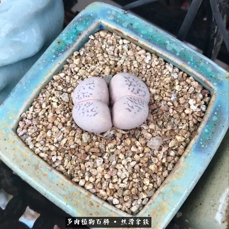 总结一下养多肉的夏天,好养活的多肉冬天和夏天