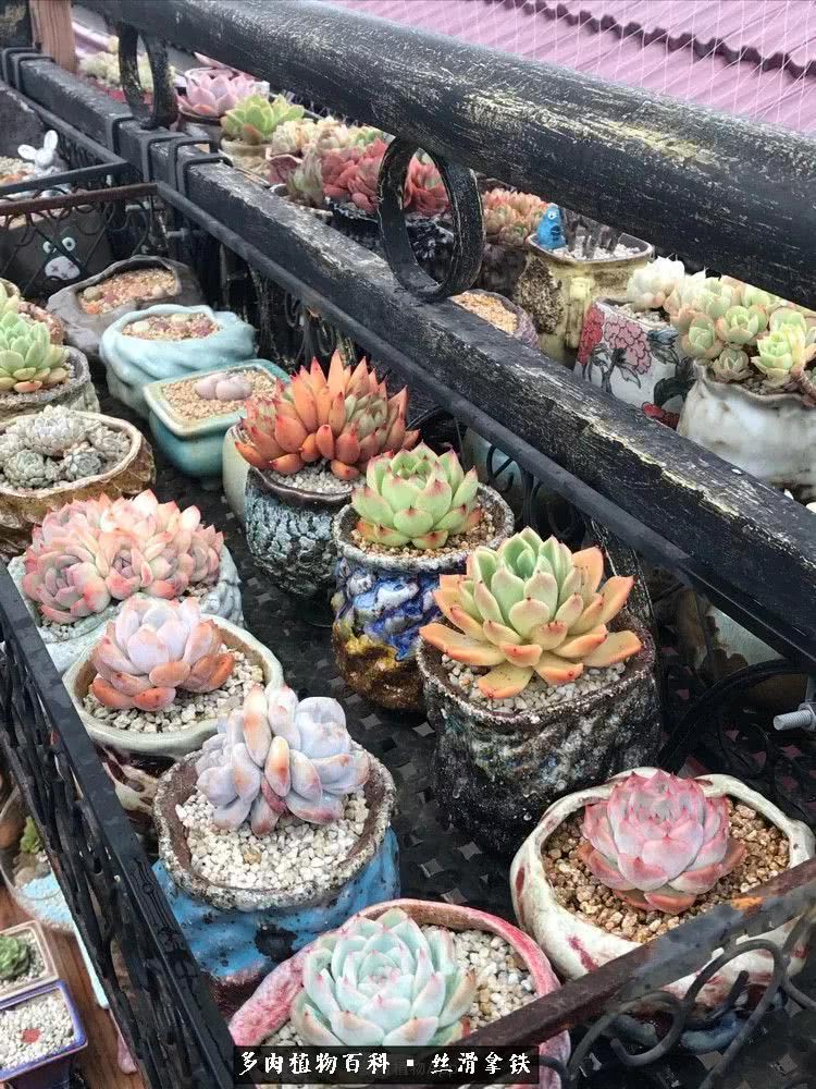 总结一下养多肉的夏天,好养活的多肉冬天和夏天