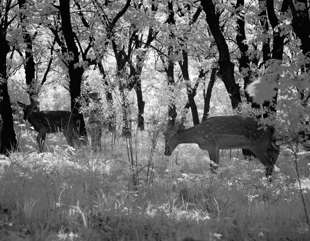 东丰县梅花鹿视频,东丰县梅花鹿之乡