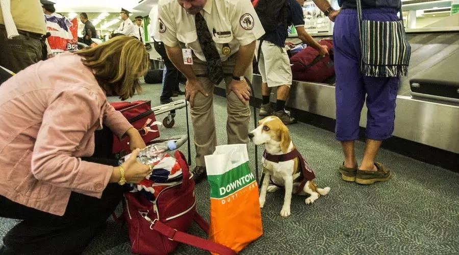 出境游千万别带这些小心被遣返,个人携带东西入境被扣怎么办