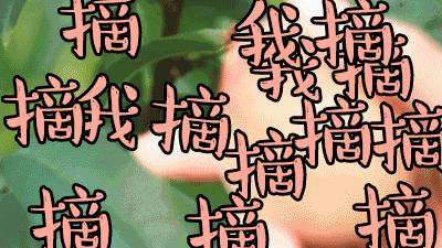 清甜爽脆的台湾甜桃已开采摘啦！30元任摘任吃！速度约起来！