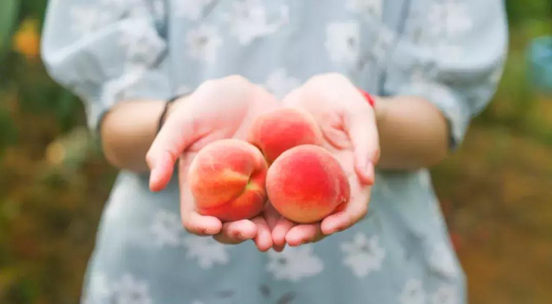 清甜爽脆的台湾甜桃已开采摘啦！30元任摘任吃！速度约起来！