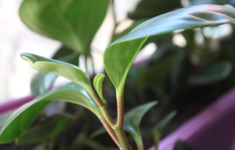 碧玉花怎么养枝繁叶茂,如何栽种碧玉