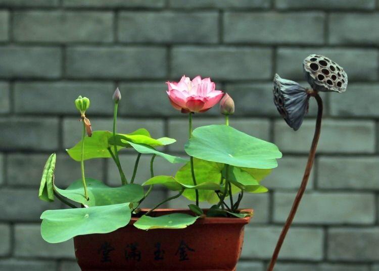 碗莲怎么开花开得多,怎样养碗莲的水不臭