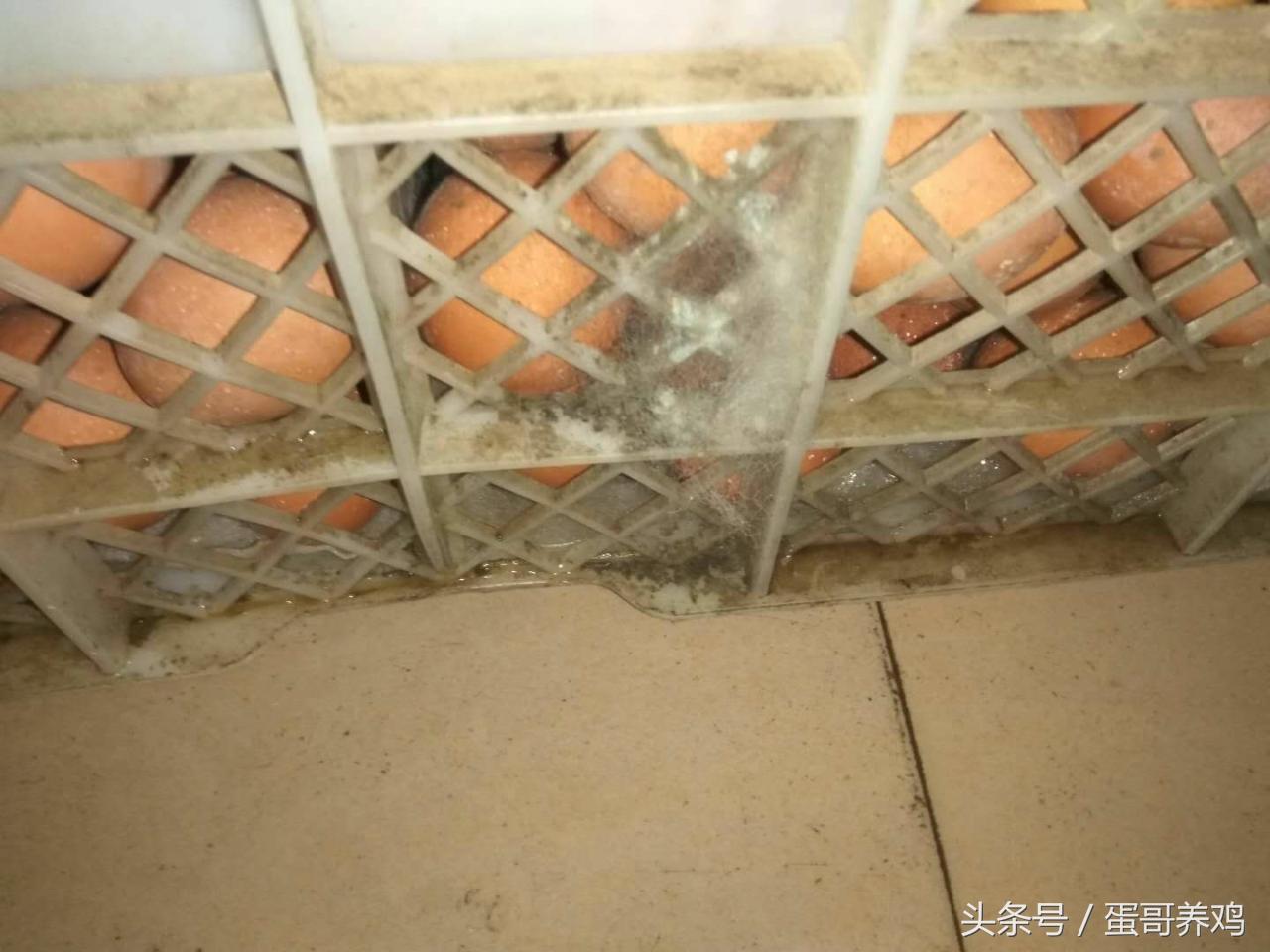 如何提高养鸡的鸡蛋品质,养鸡秘诀学会这几招