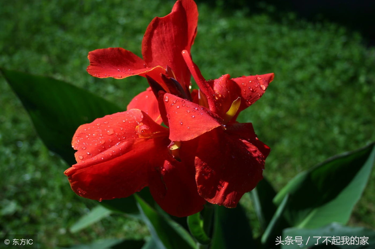 家里装修除味植物,室内装修什么植物吸附甲醛