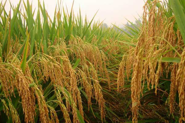 水稻的施肥技术每亩的用肥量,水稻栽培技术的实施方法