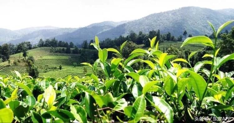 普洱茶的基本知识有哪些种类,普洱茶的分类和食用方法