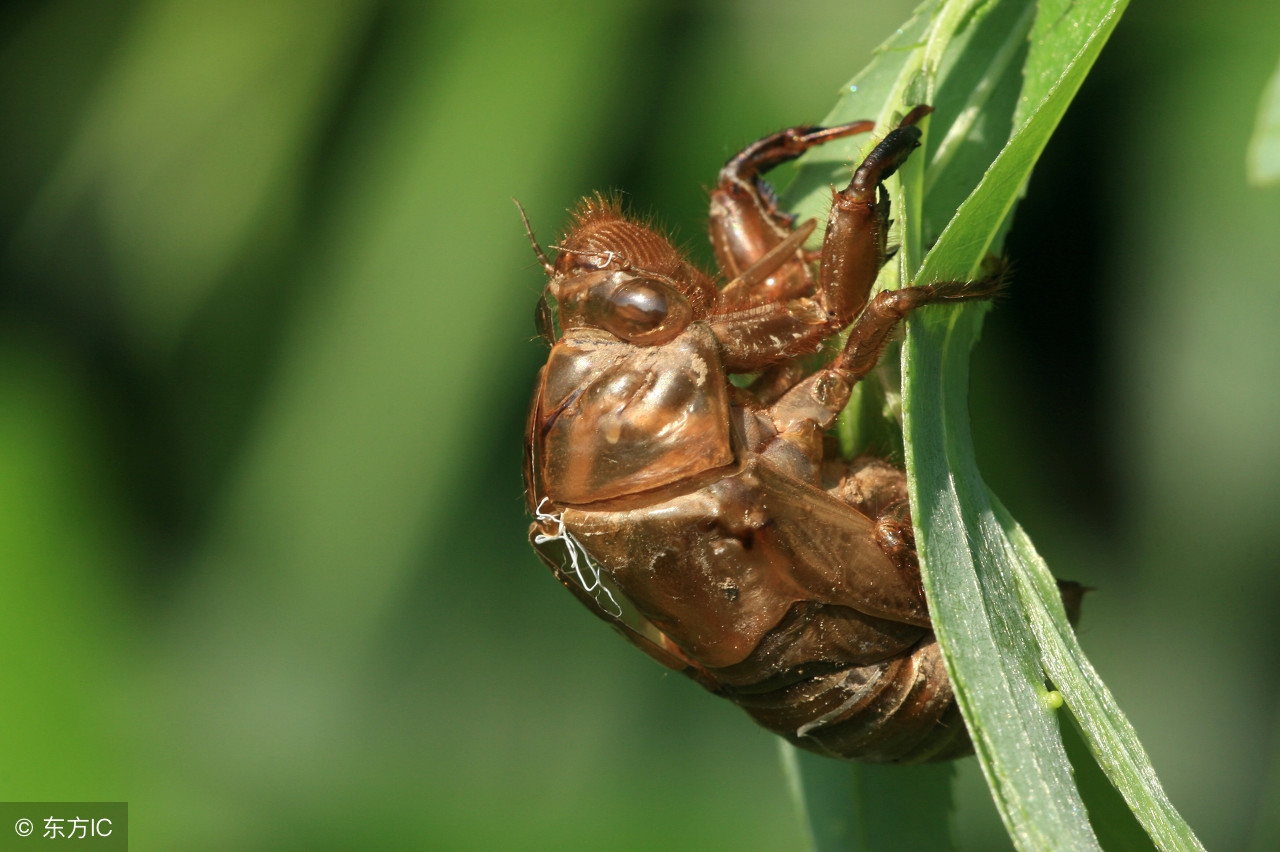 一味药改善睡眠,一味草药治寄生虫