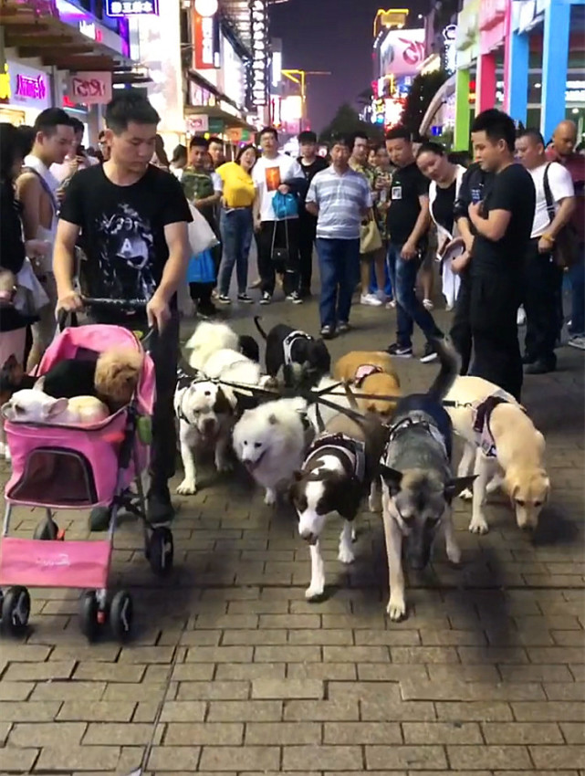 帅哥带13只狗狗出门逛街，应该说带的是一叠毛爷爷才对
