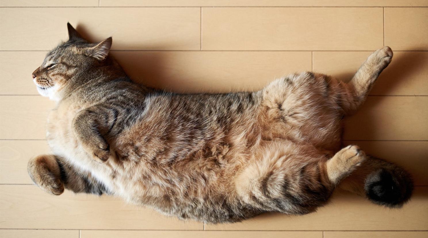 铲屎官担心自家猫咪着凉,猫咪也会中暑该如何应对