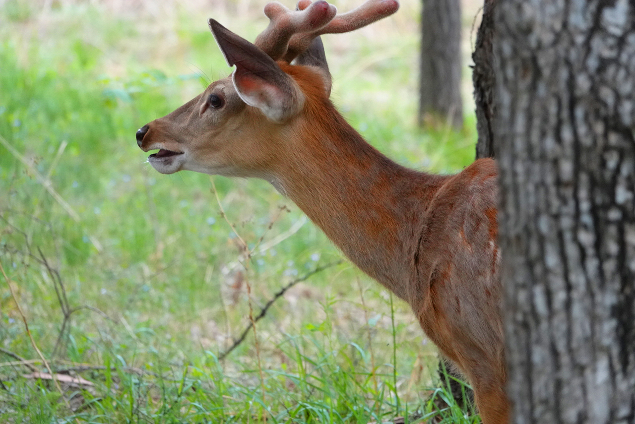 行围东丰，梅花鹿之乡皇家行围与习武东丰县采风记之十七