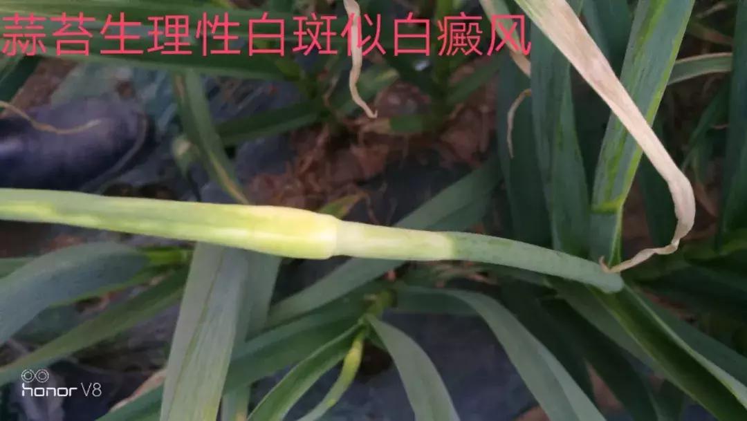 大蒜水可以治疗叶斑病吗,大蒜叶斑病用什么杀菌剂