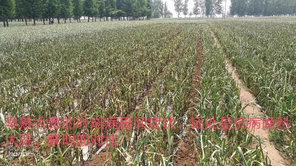 大蒜叶斑病的防治方法,治疗大蒜叶斑病最好的药