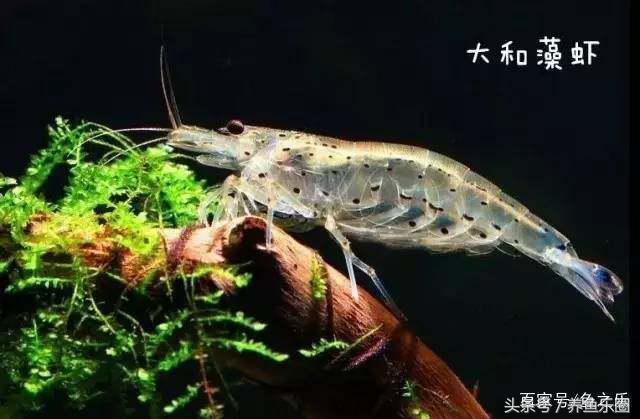 鱼缸丝藻用什么除藻液好用,鱼缸除藻剂用几天就除掉藻类