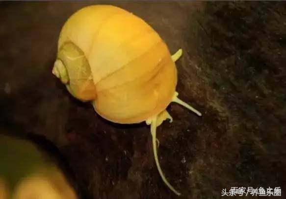 鱼缸丝藻用什么除藻液好用,鱼缸除藻剂用几天就除掉藻类