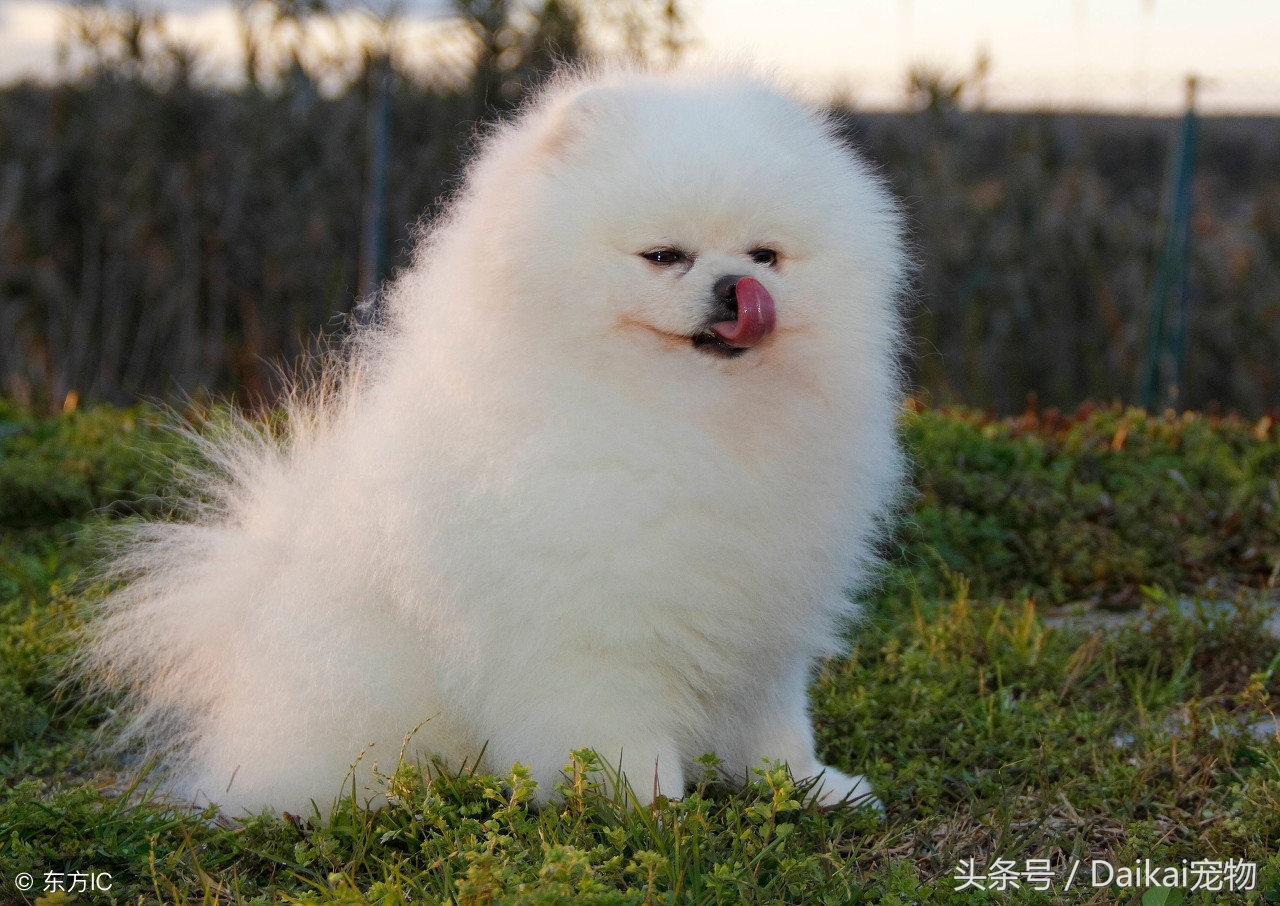 如何训练博美犬？正规训练博美的方法