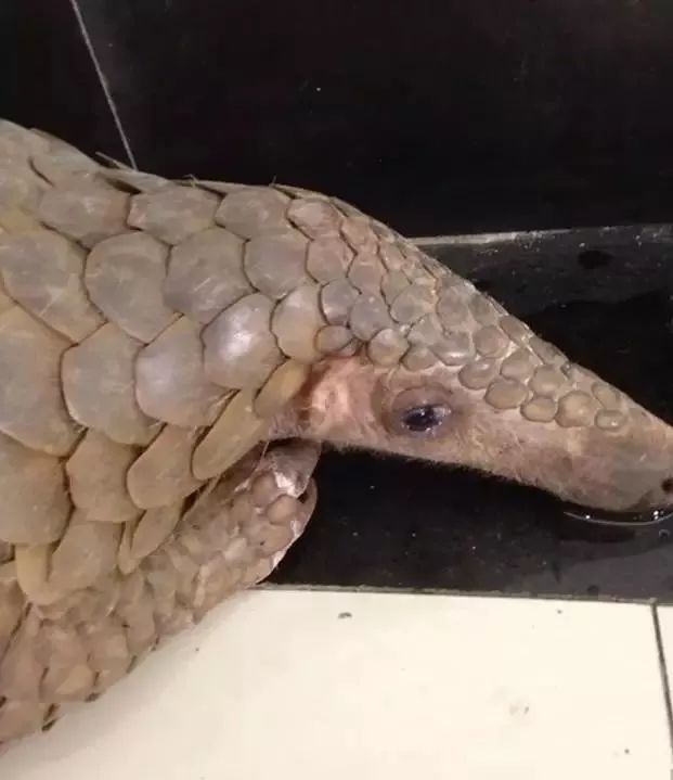 海外代购的荒唐陷阱,代购十大骗局揭秘图